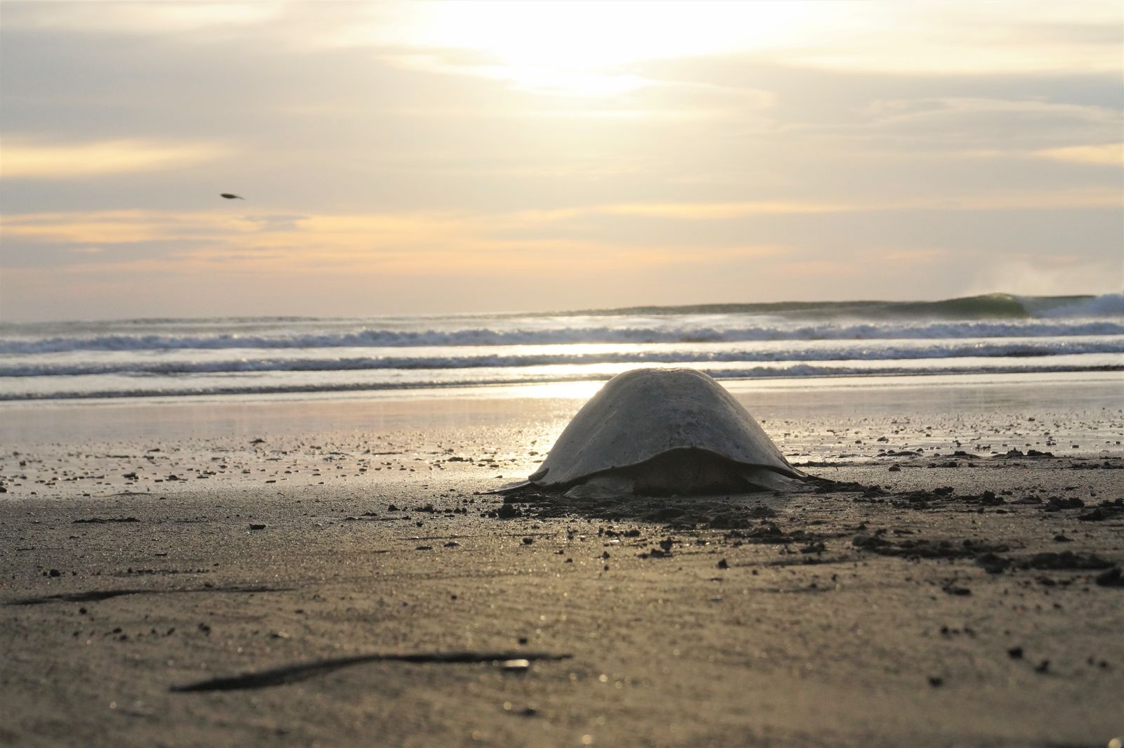 Costa Rica in een notendop