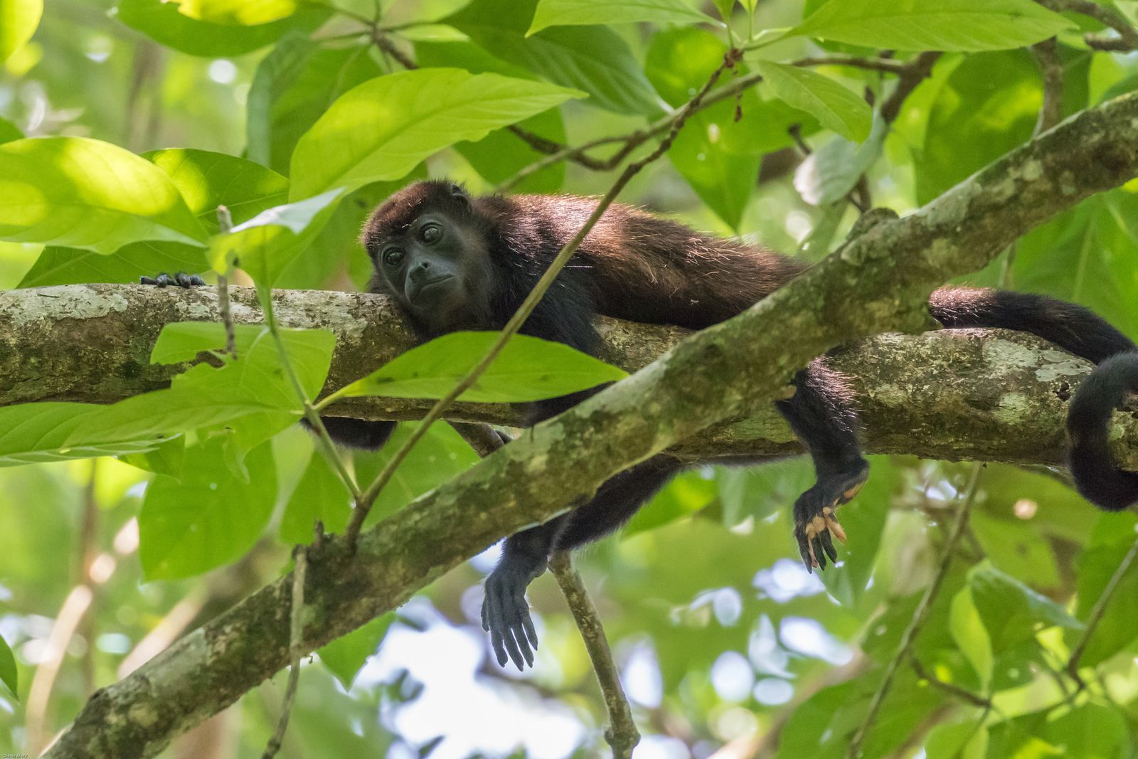 De highlights van Belize en Guatemala