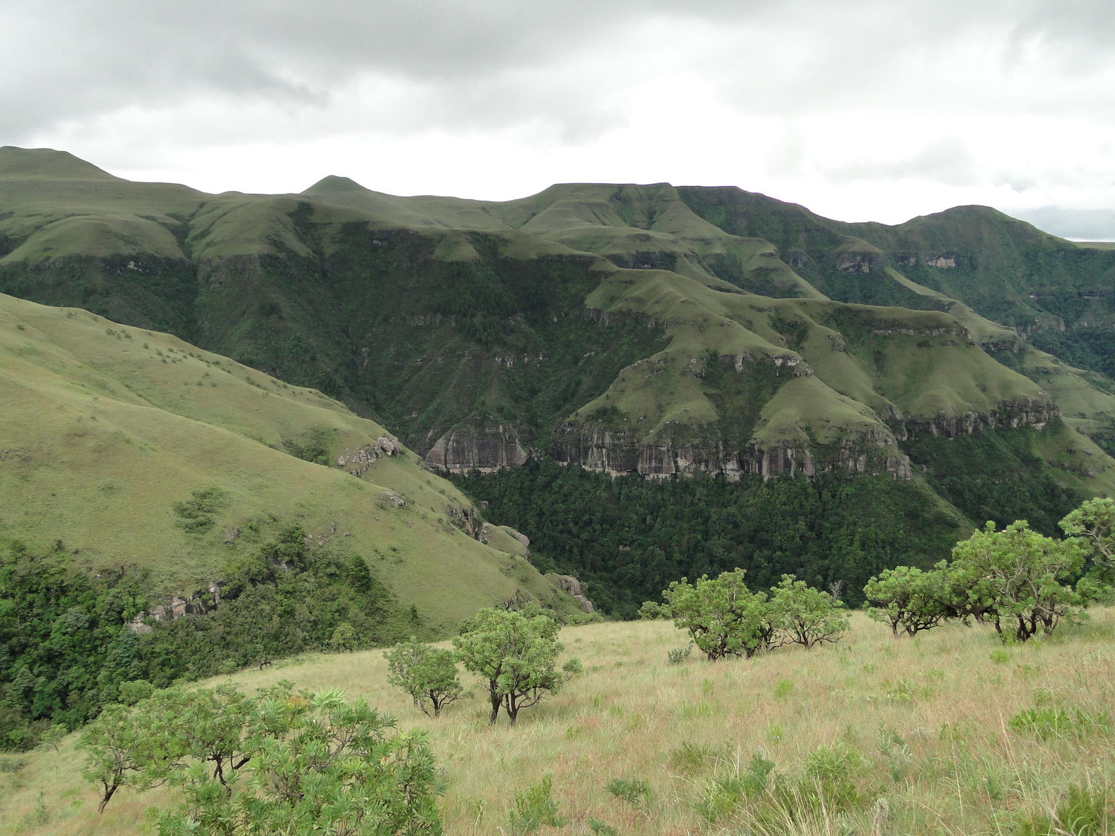 Zulu’s en zebra’s