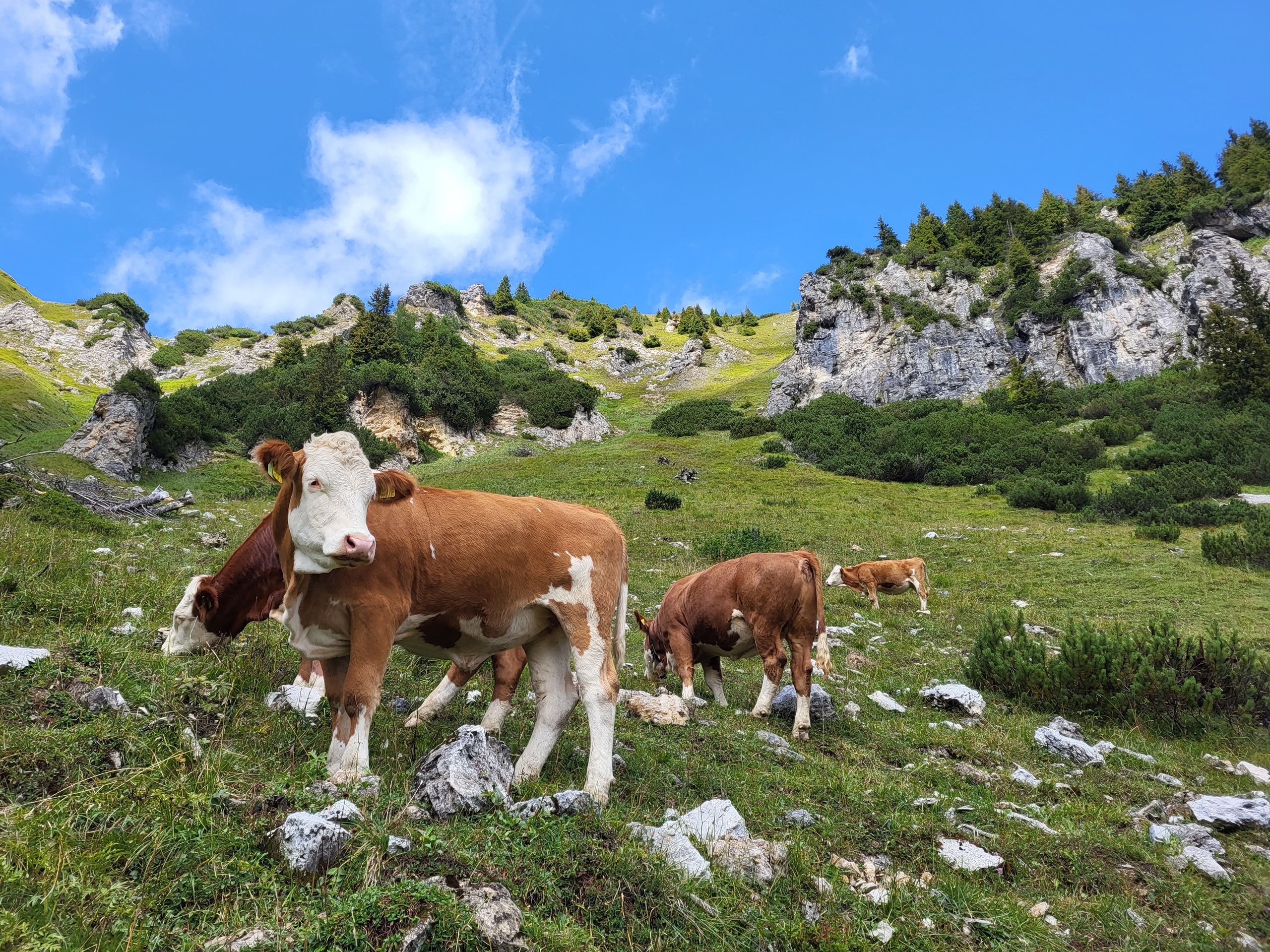 8 daagse  Oostenrijk – Grossarltal