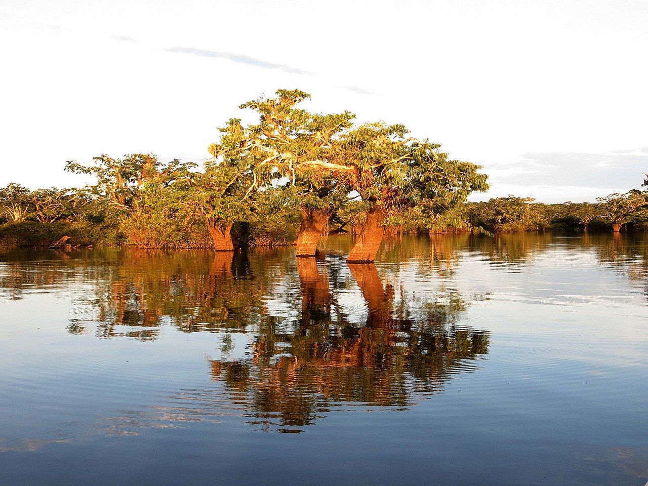 Snorkelen met zeeschildpadden
