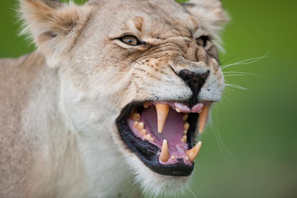 14 daagse Botswana wildparks comfort groepssafari reis