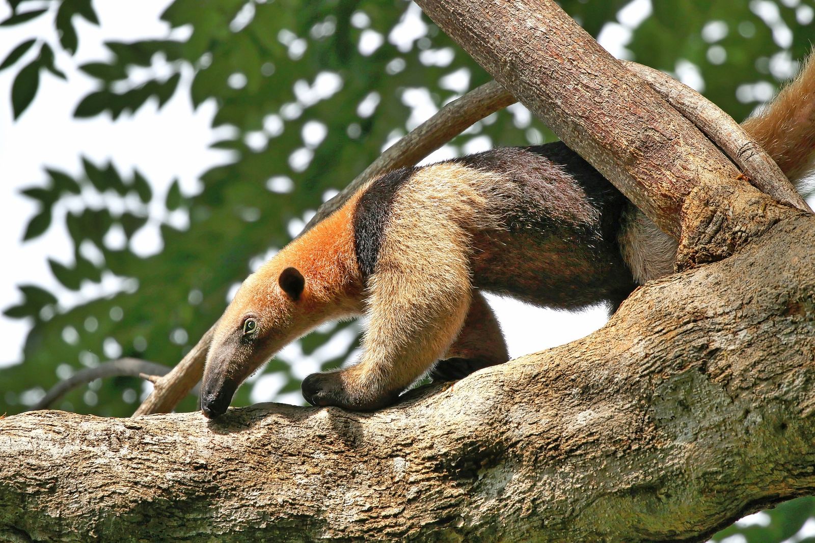 Wild Costa Rica