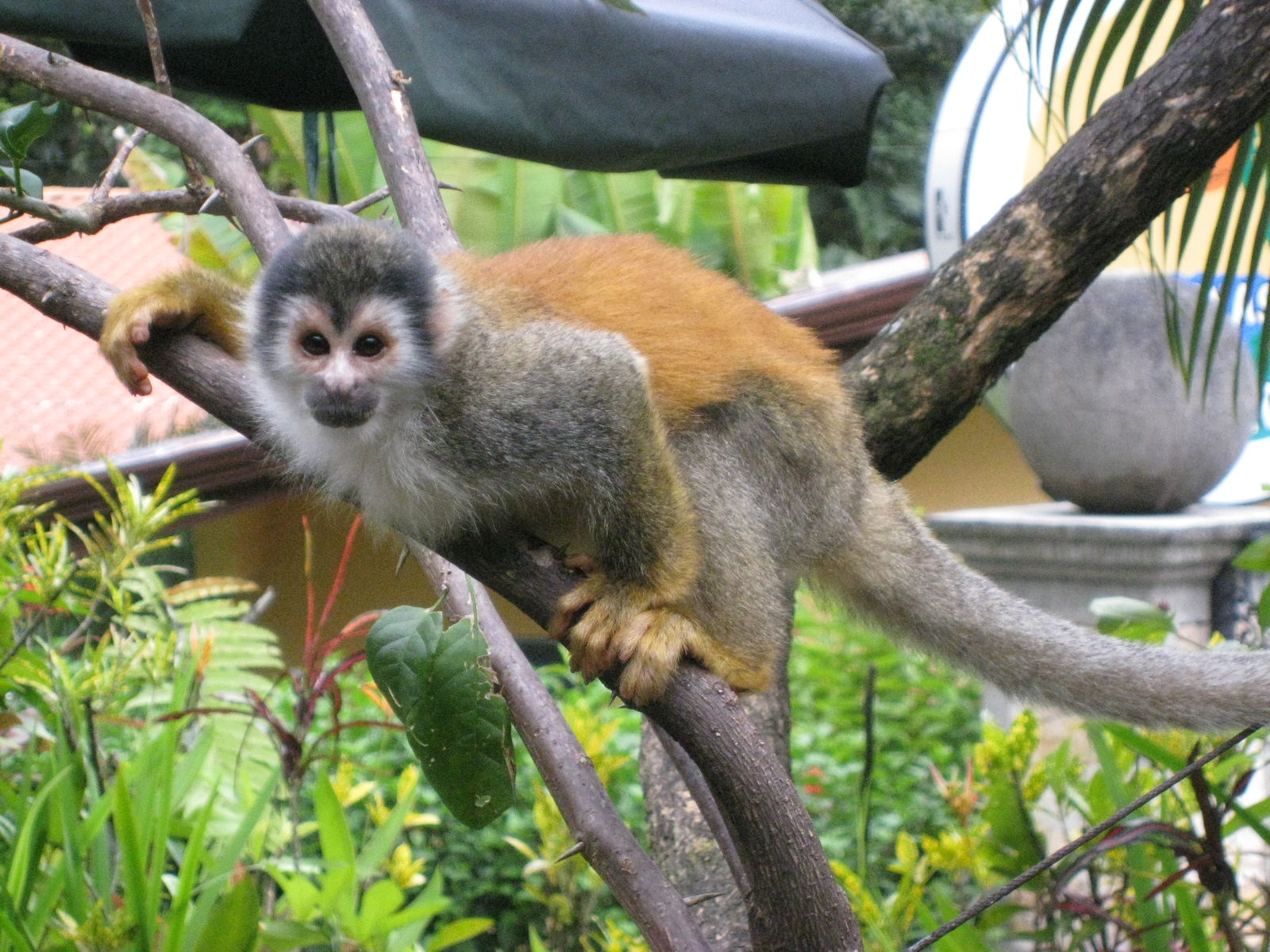 Panama Perfecto (evt. met verlenging San Blas)