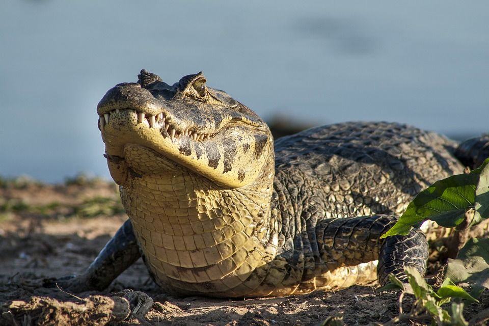 Pantanal, Costa Verde en Rio