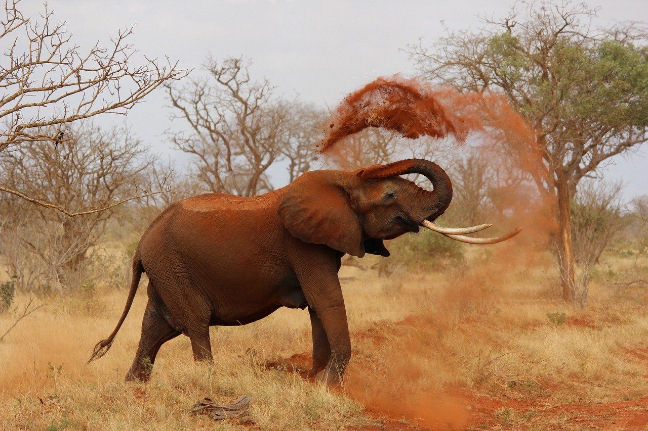 Het ware safarigevoel