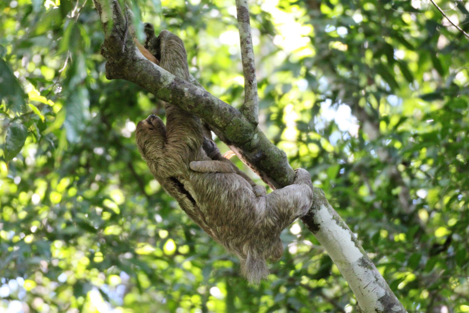 Wild Costa Rica