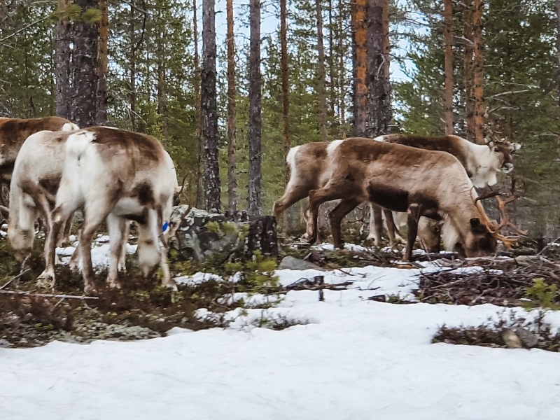 8 daagse  Zweden – Dalarna