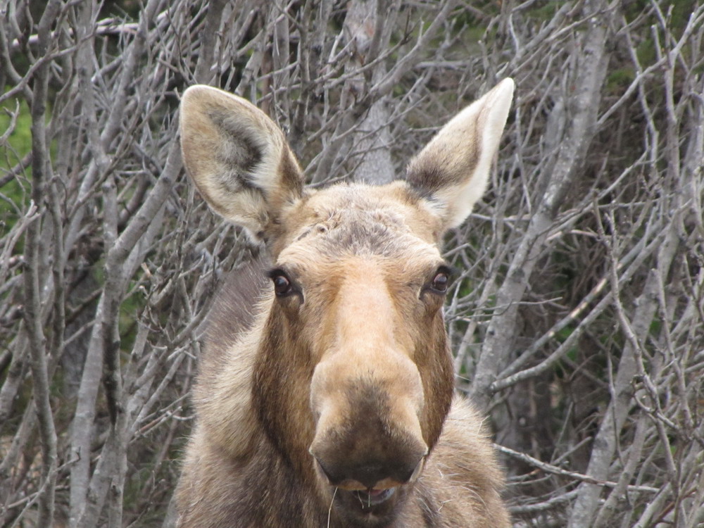16 daagse  Canada – Hiking Newfoundland