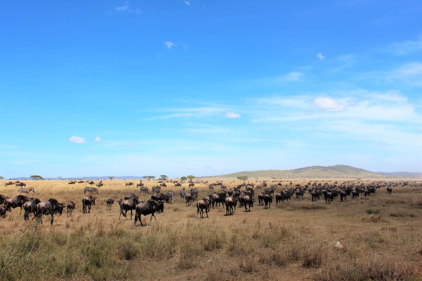 Het ware safarigevoel