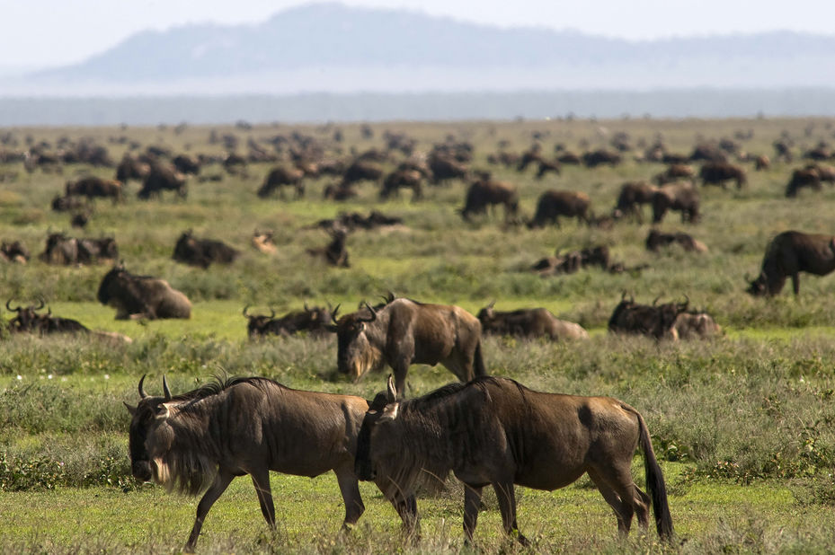 Tanzania Migratie Safari (dec tm maart)