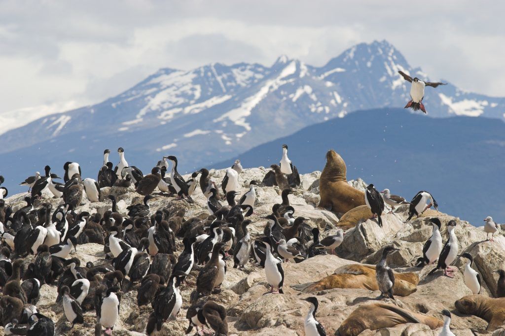 Varen langs de fjorden van Patagonië