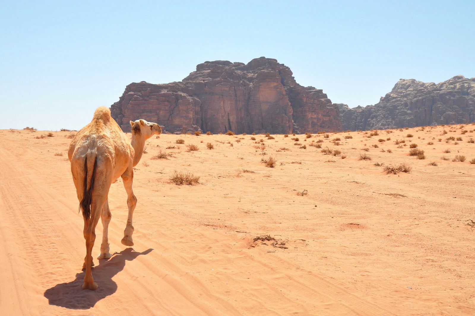 Shortbreak Jordanie