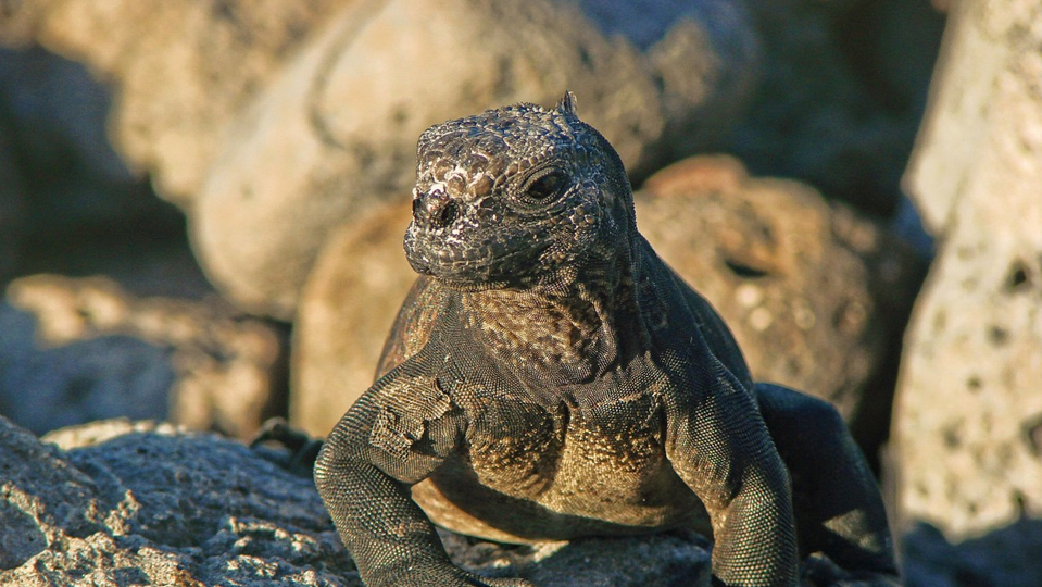 Island hopping Galápagos