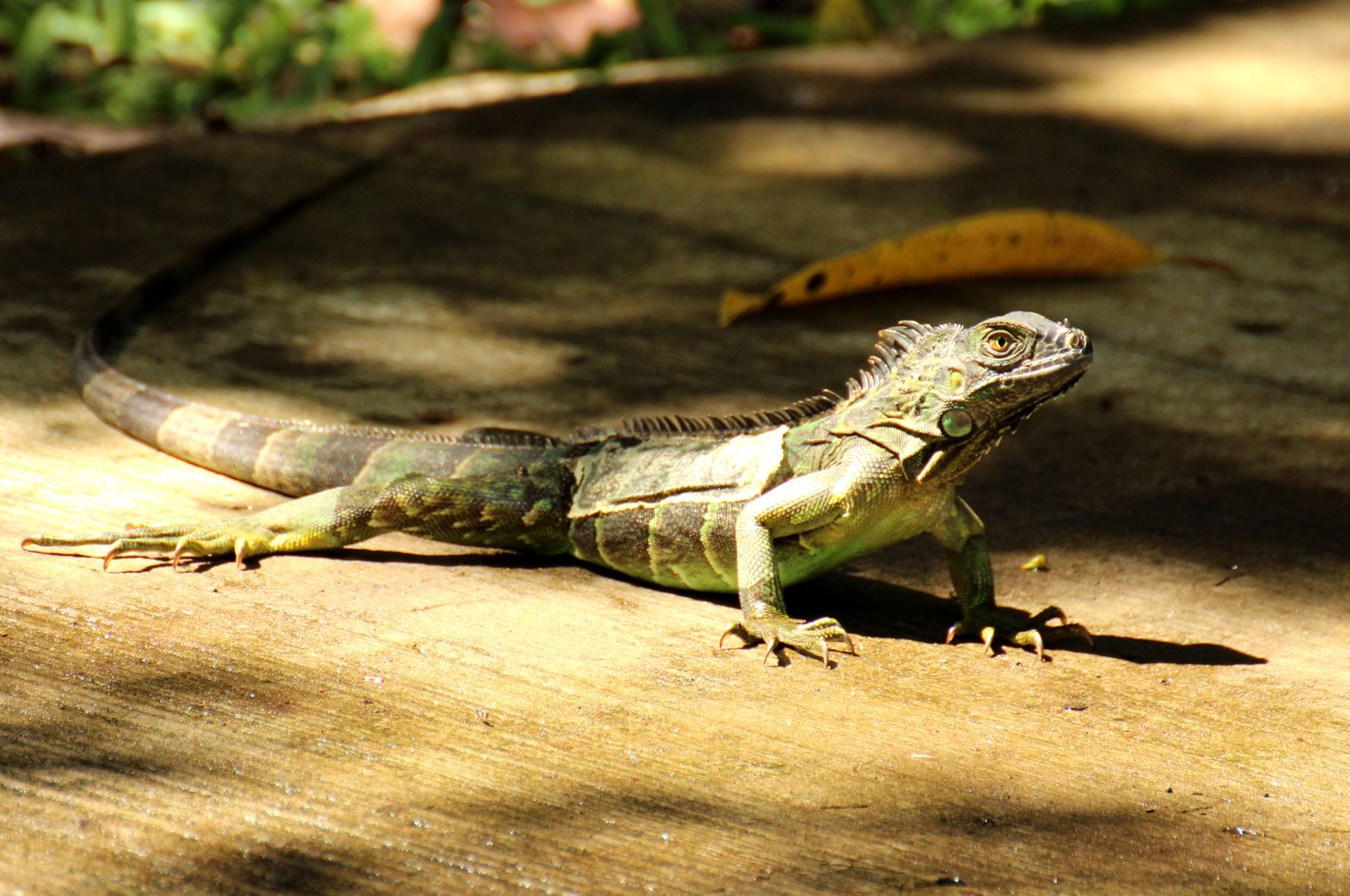 Costa Rica Highlights