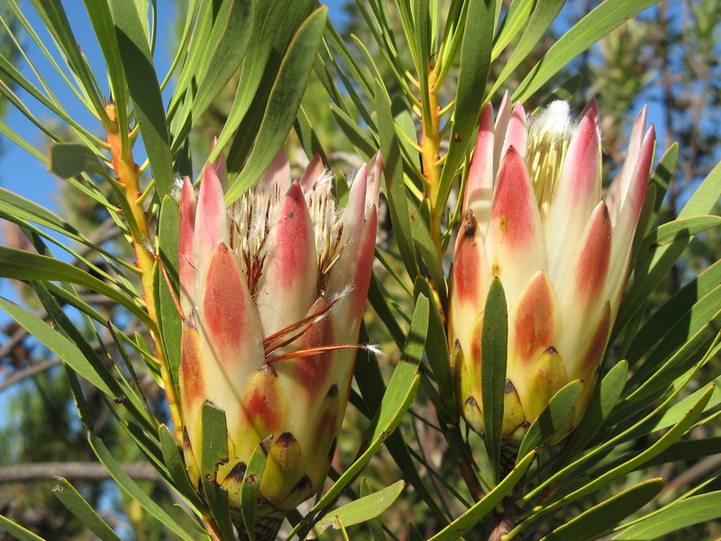 17 daagse  Zuid-Afrika – Westkaap en Oostkaap