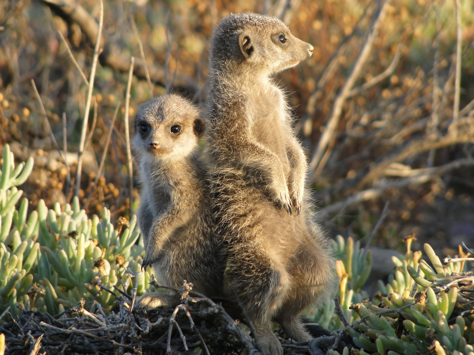 Struisvogels, olifanten en dodo’s
