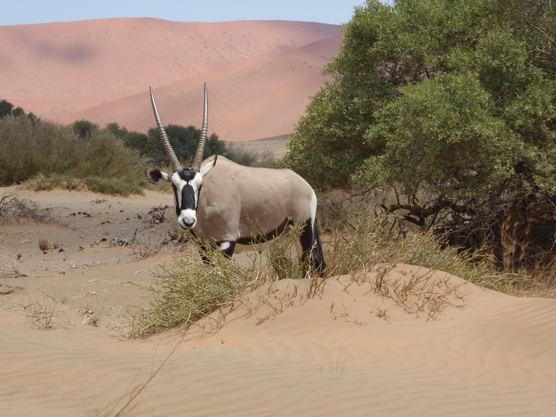 16 daagse  Namibië – Rondreis