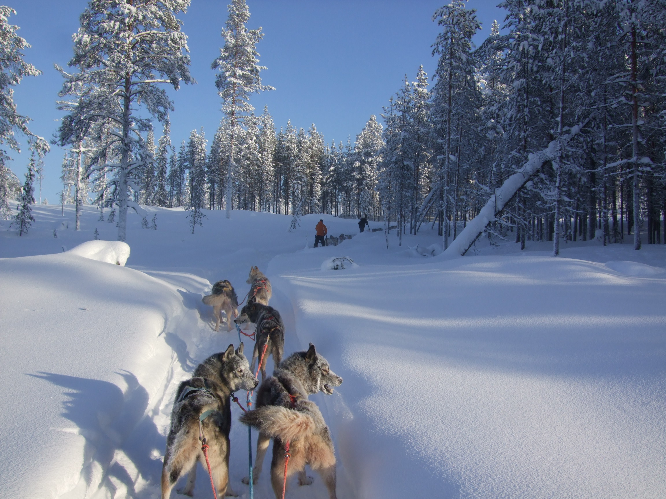 8 daagse  Zweden – Zweeds Lapland
