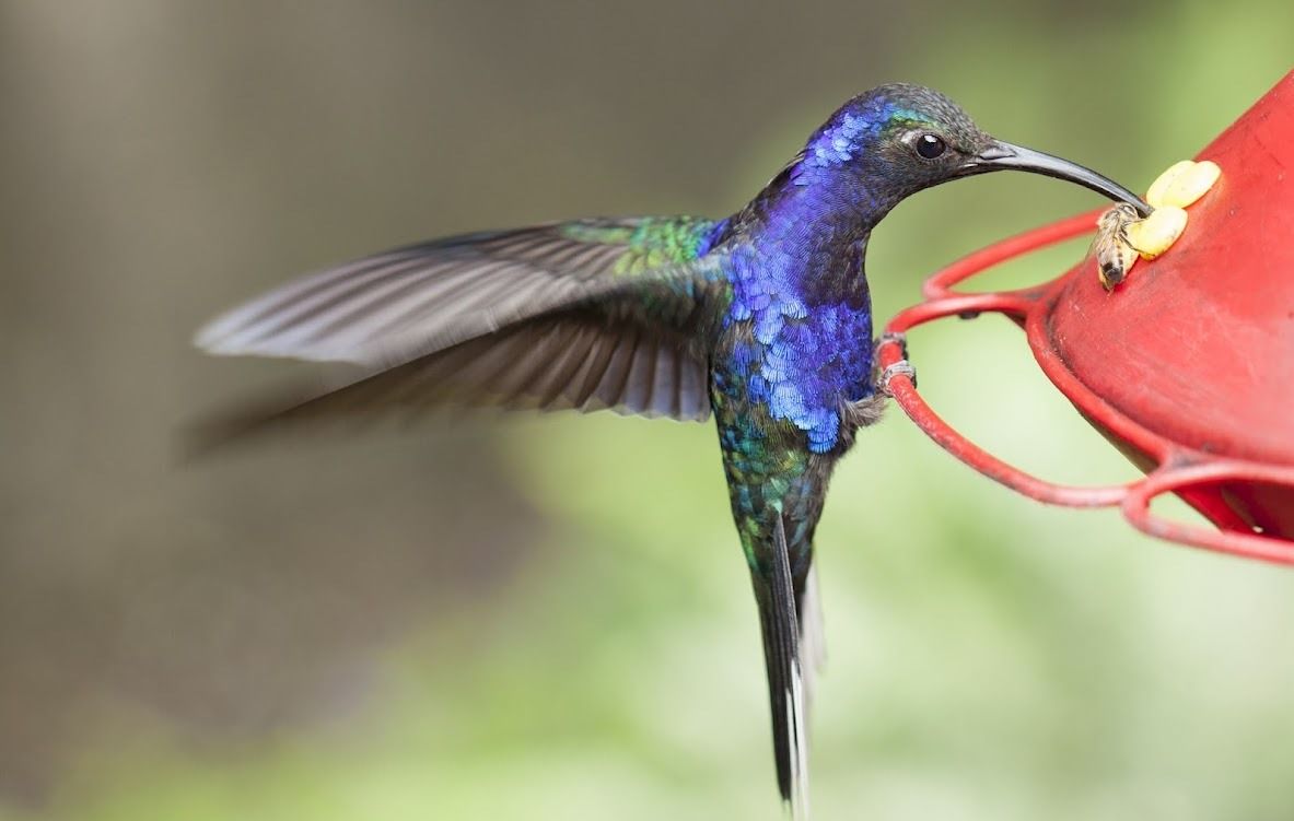 Costa Rica Highlights
