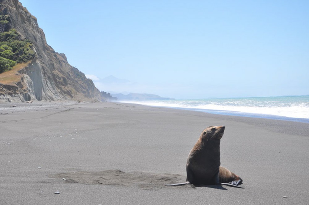 28 daagse  Nieuw-Zeeland – Zuidereiland