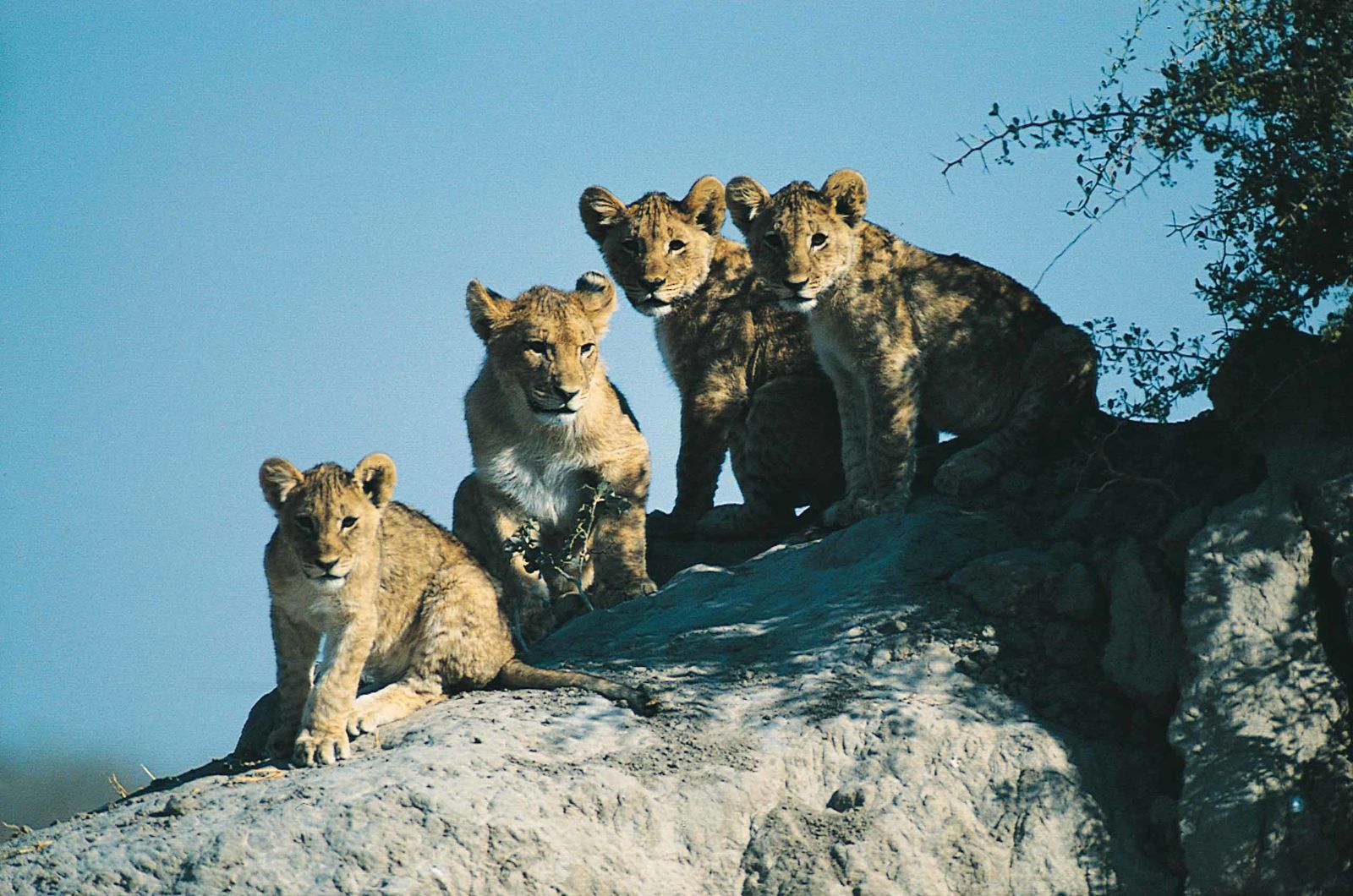 Namibië in een notendop in normale auto