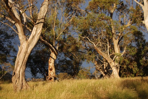 10 daagse  Australië – Cities and Mountains