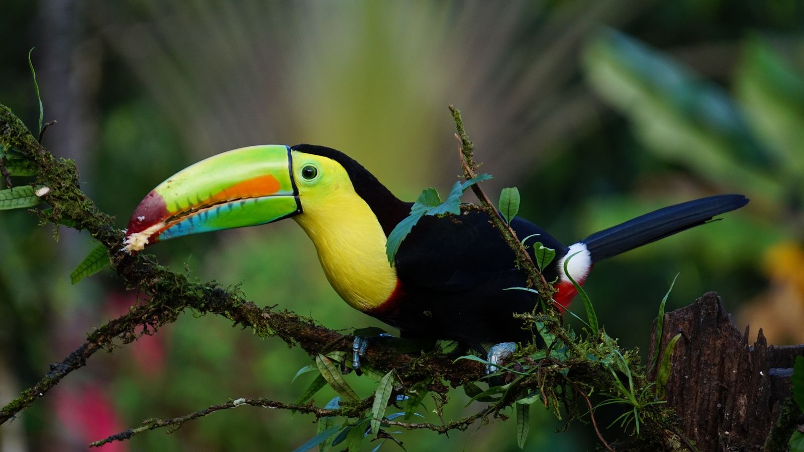 Costa Rica Highlights