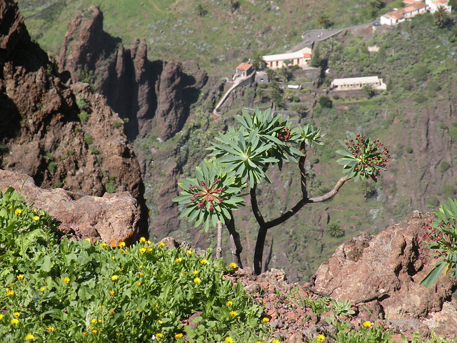 8 daagse  Spanje – Tenerife