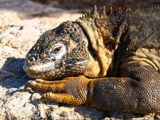 De wereld van Inca’s en Darwin