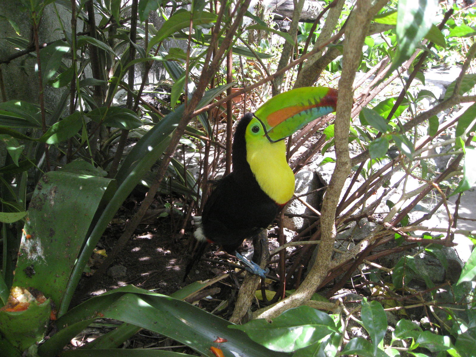 Panama Perfecto (evt. met verlenging San Blas)