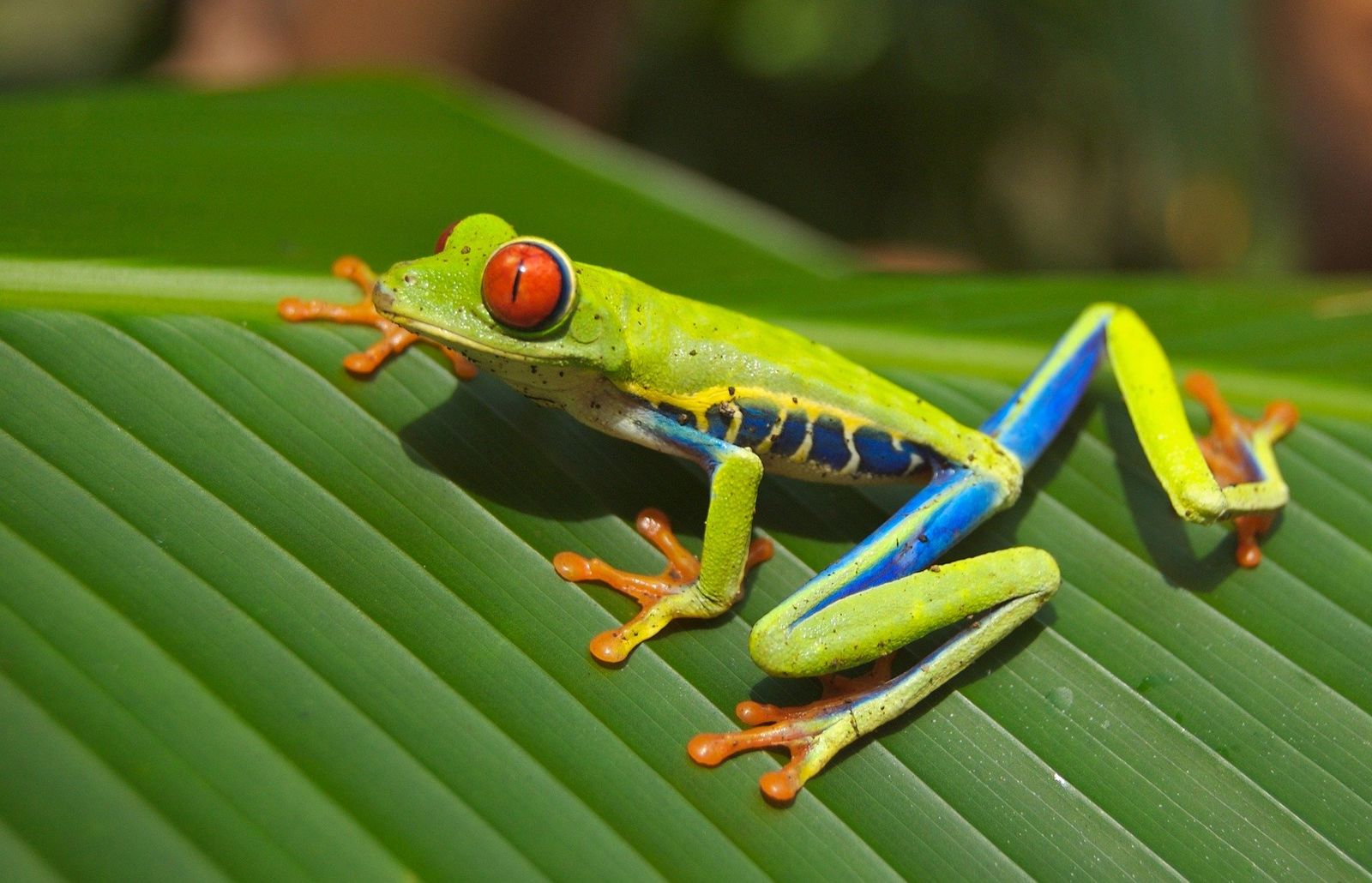 Wild Costa Rica