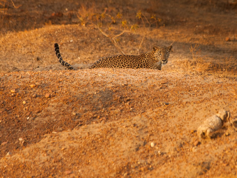 17 daagse  Sri Lanka – met de kids