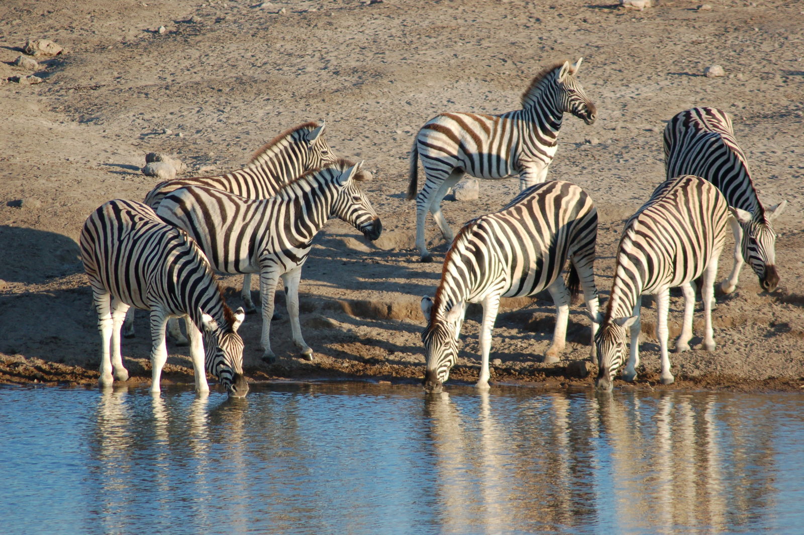 Namibië in een notendop in normale auto