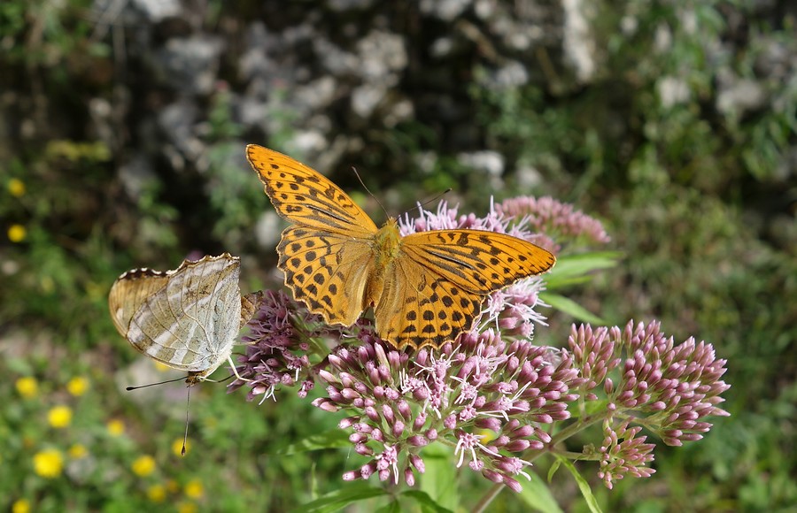 8 daagse  Oostenrijk – Salzkammergut