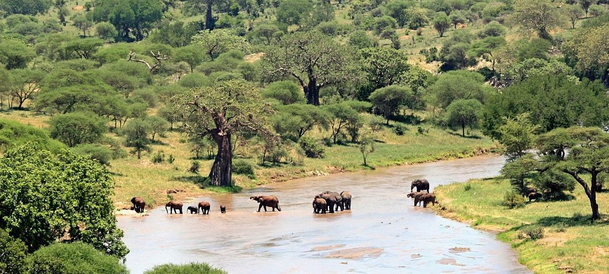 Oog in oog met wild Afrika