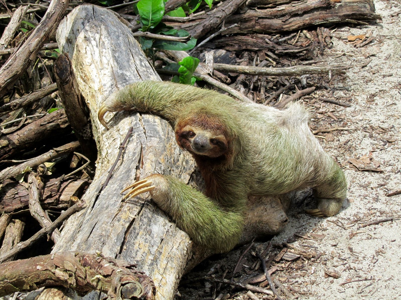 Costa Rica Highlights