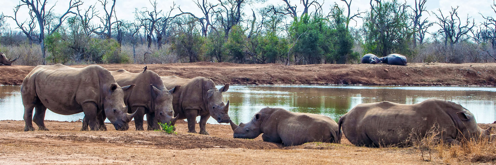 Struisvogels, olifanten en dodo’s