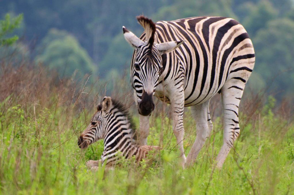 Struisvogels, olifanten en dodo’s
