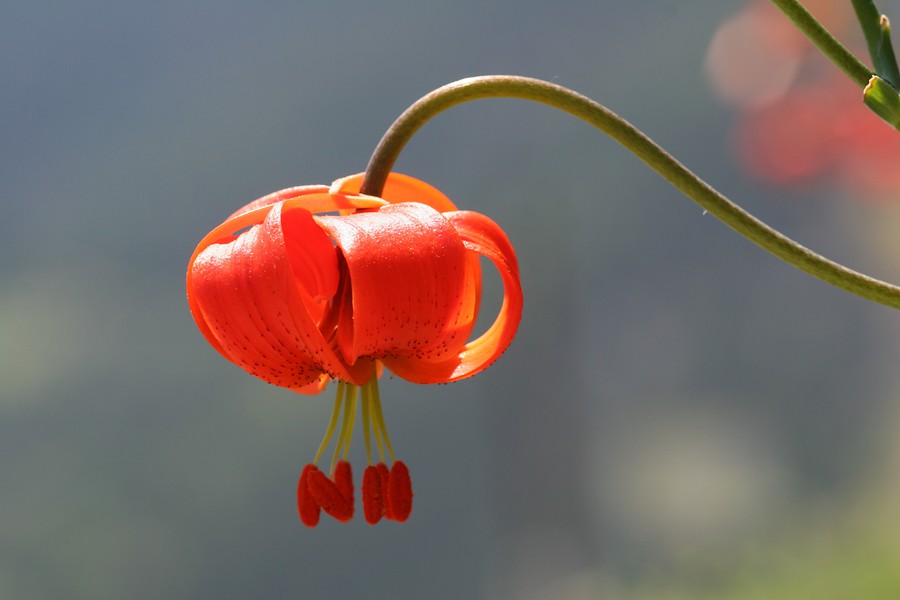 8 daagse  Frankrijk – Mercantour