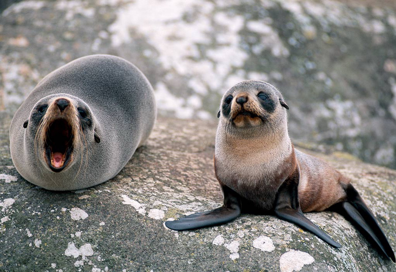 23 daagse  Nieuw-Zeeland – Noorder- en Zuidereiland