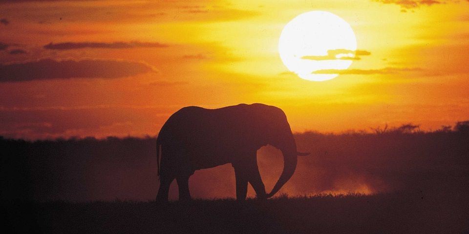 Oog in oog met wild Afrika