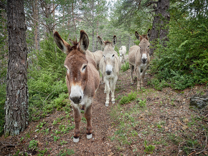 8 daagse  Frankrijk – Mercantour