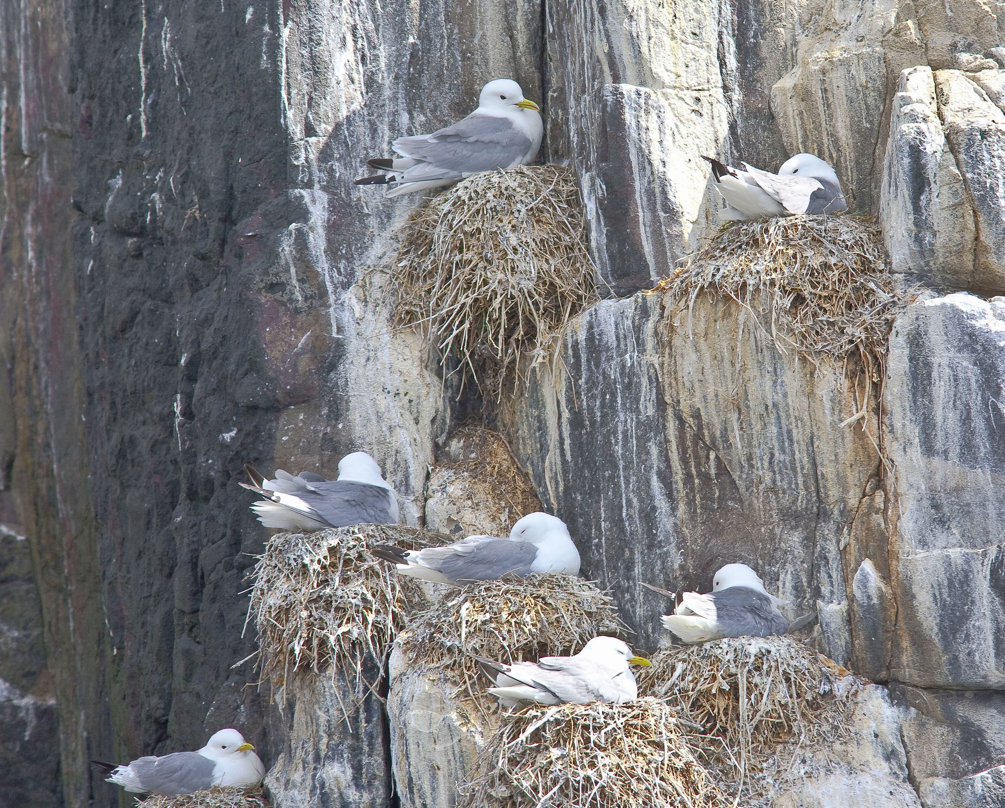 6 daagse  Groot-Brittannië – Engelse Noordzeekust – vogelreis