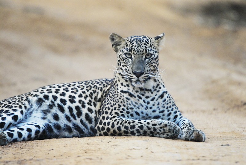 17 daagse  Sri Lanka – Rondreis