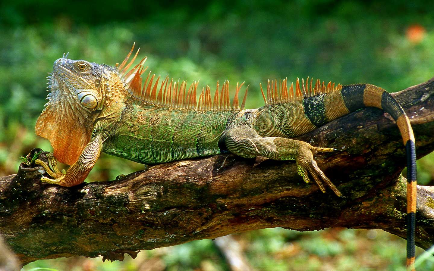 Wild Costa Rica