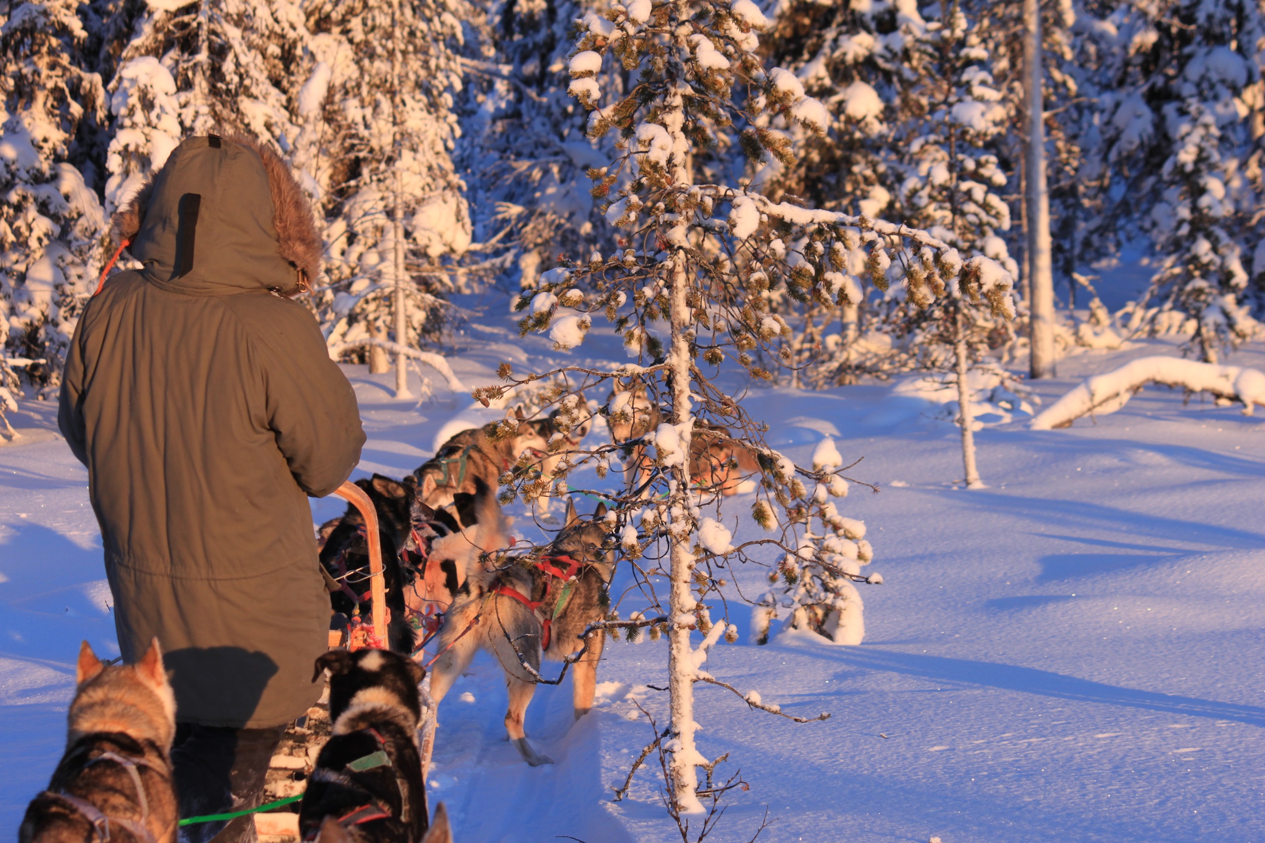 8 daagse  Zweden – Zweeds Lapland