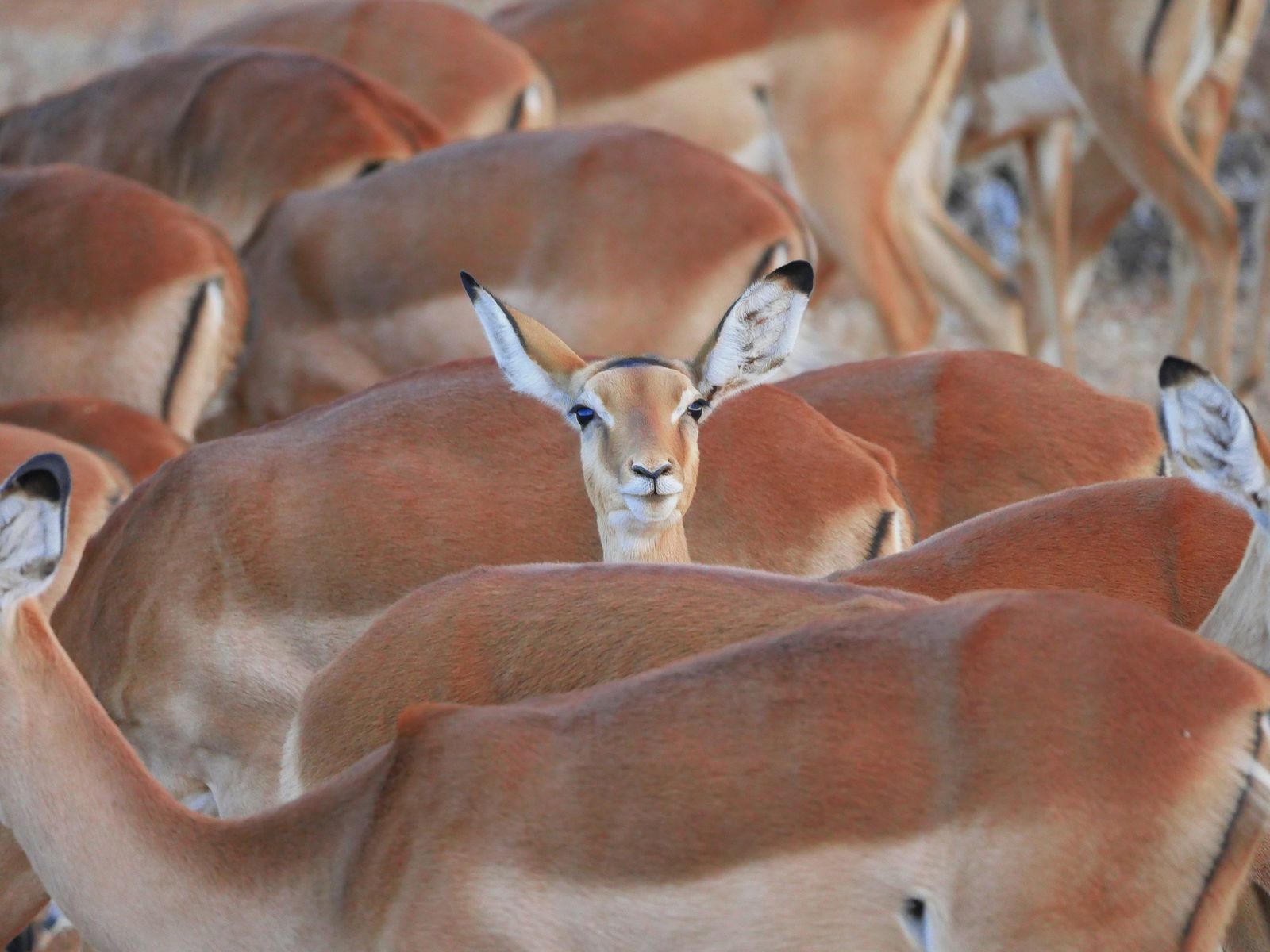 Het ware safarigevoel