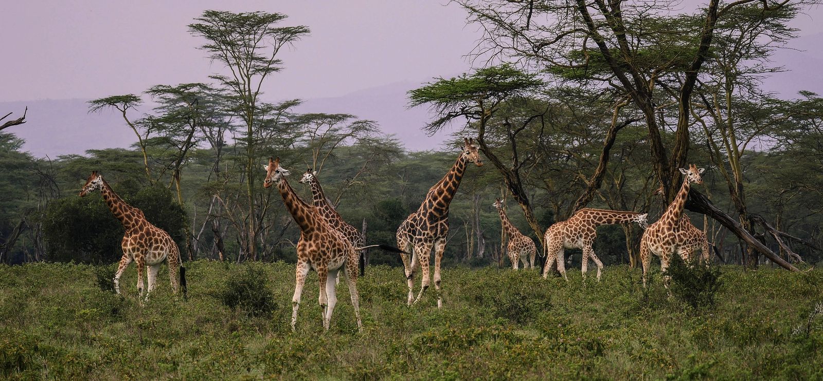 Het ware safarigevoel