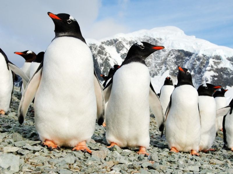 Droomexpeditie naar Antarctica